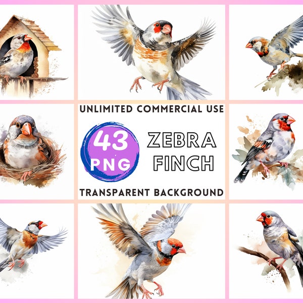 Zebra Finch Watercolor Clipart Transparent Background PNG Drawing Crafting Collage Journaling Scrapbook Prints Instant Download