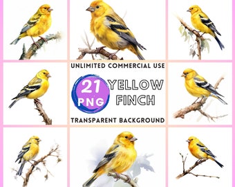 American Goldfinch Watercolor Clipart Transparent Background PNG Drawing Crafting Collage Journaling Scrapbook Prints Instant Download