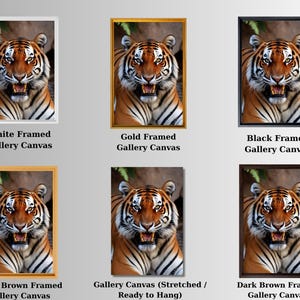 a group of four pictures of a tiger