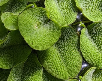 Salvinia auriculata water spangles floating aquarium pond plant