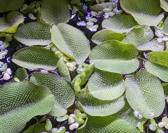 Floating plant mix Greater duckweed (Spirodela polyrhiz) Duckweed (Lemna Minor) and Water spangles (Salvinia auriculata)