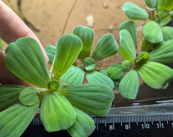Large dwarf water lettuce Pistia Stratiotes floating aquarium plant