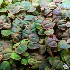 May include: A close-up of a dense patch of green and red aquatic plants. The leaves are round and have a slightly textured surface.