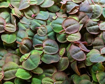 Red Root Floater (Phyllanthus fluitans)
