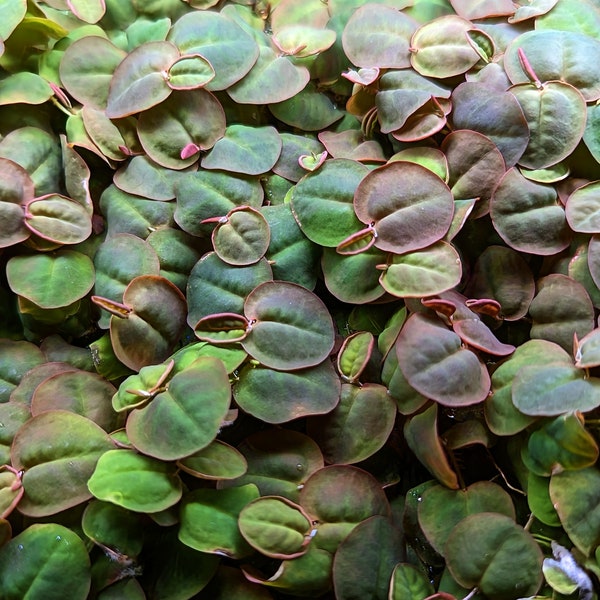 Red Root Floater (Phyllanthus fluitans)