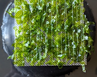 Subwassertang mesh moss on mesh aquarium plant java tropical Coldwater