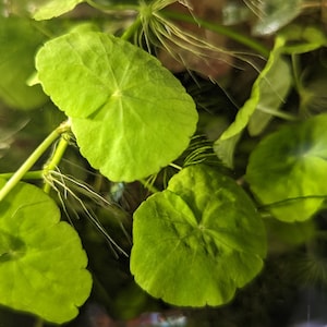 Brazilian pennywort live aquarium plant Hydrocotyle leucocephala water ivy x 6