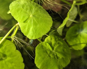 Brazilian pennywort live aquarium plant Hydrocotyle leucocephala water ivy x 6