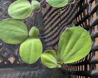 Small dwarf water lettuce Pistia Stratiotes floating aquarium plant