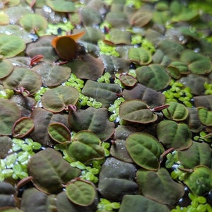 May include: A close-up of a green and brown aquatic plant with small, round leaves. The plant is submerged in water and appears to be growing in a tank or pond.