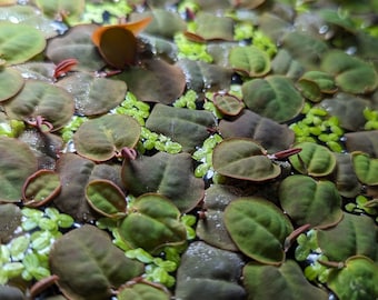 Red Root Floater (Phyllanthus fluitans) and Duckweed (Lemna minor) floating aquarium plant