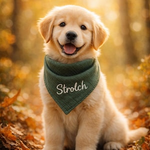 May include: A golden retriever puppy wearing a green bandana with the name "Strolch" in white script. The puppy is sitting in a forest setting with autumn leaves and a blurred background.