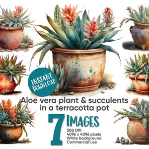 May include: Seven watercolor illustrations of aloe vera plants and succulents in terracotta pots. The plants are in various stages of growth and have green leaves and orange flowers.