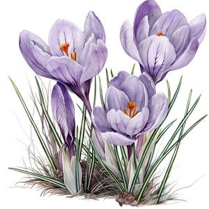 Peut inclure: Un groupe de crocus violets avec des centres orange fleurissent dans une touffe d'herbe verte. Les fleurs sont à différents stades de floraison, certaines étant complètement ouvertes et d'autres encore fermées.