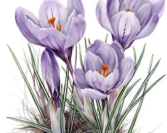 Watercolor Crocus Clipart Pack - 20 PNGs with Transparent Backgrounds, Commercial Use, Perfect for Crafts and Designs