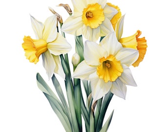 Vibrant Watercolor Daffodils Clipart Bundle - 21 PNGs - Perfect for Spring Crafts - Digital Download, Commercial Use