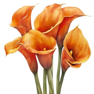 Pacote de clipart aquarela laranja Calla Lily - 20 PNGs, uso comercial, fundo transparente - desenhos florais e artesanato, convites de casamento