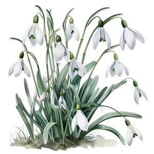 Aquarell Schneeglöckchen Clipart Pack - 20 PNGs mit transparenten Hintergründen, kommerzielle Nutzung, perfekt für Kunsthandwerk und Designs