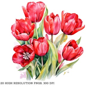 Aquarell rote Tulpen Clipart Pack - 20 PNGs - Schöne Sommer & Frühling Blumen Grafiken - Sofortiger Download, kommerzielle Nutzung