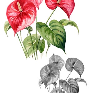 Anthurium Clipart Set - Paquete SVG floral exótico para manualidades y proyectos de diseño, color y blanco y negro
