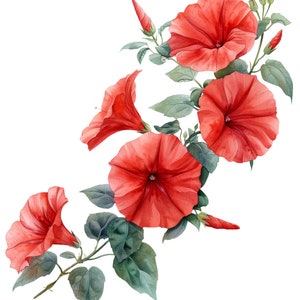 Paquete de imágenes prediseñadas de acuarela Morning Glory - 20 PNG - Hermosos gráficos de flores de verano y primavera - Descarga instantánea, uso comercial