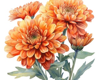 Pack de cliparts aquarelle chrysanthème orange - 20 fichiers PNG avec arrière-plan transparent, usage commercial, parfait pour les travaux manuels et la conception