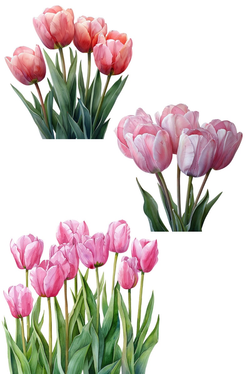Watercolor Pink Tulips Clipart Pack 20 Pngs Beautiful Summer & Spring ...