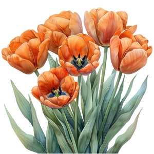 Aquarel oranje tulpen clipart pack - 20 PNGs - mooie zomer- en lentebloemafbeeldingen - direct downloaden, commercieel gebruik