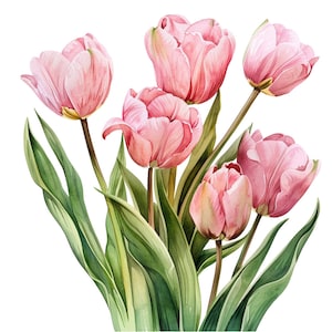 Pacchetto di clipart di tulipani rosa acquerello - 20 PNG - Bella grafica di fiori estivi e primaverili - Download istantaneo, uso commerciale