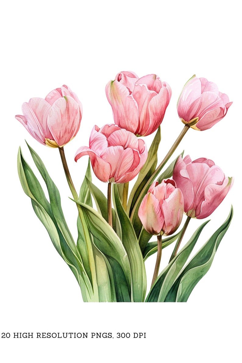 Watercolor Pink Tulips Clipart Pack - 20 Pngs - Beautiful Summer ...