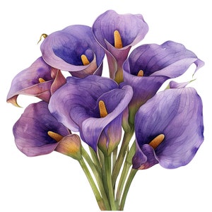 Pacote de clipart aquarela roxo Calla Lily - 20 PNGs, uso comercial, fundo transparente - desenhos florais e artesanato