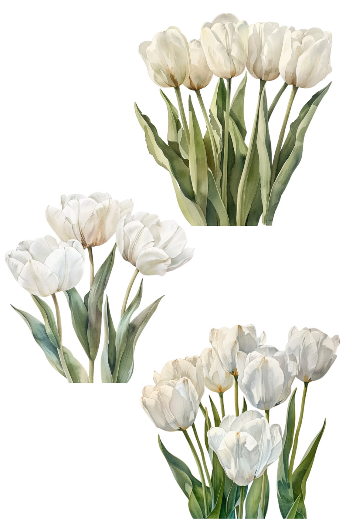Watercolor White Tulips Clipart Pack 20 Pngs Beautiful Summer & Spring ...