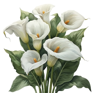 Pacote de clipart de lírio de calla branco aquarela - 20 PNGs, uso comercial, fundo transparente - desenhos florais e artesanato
