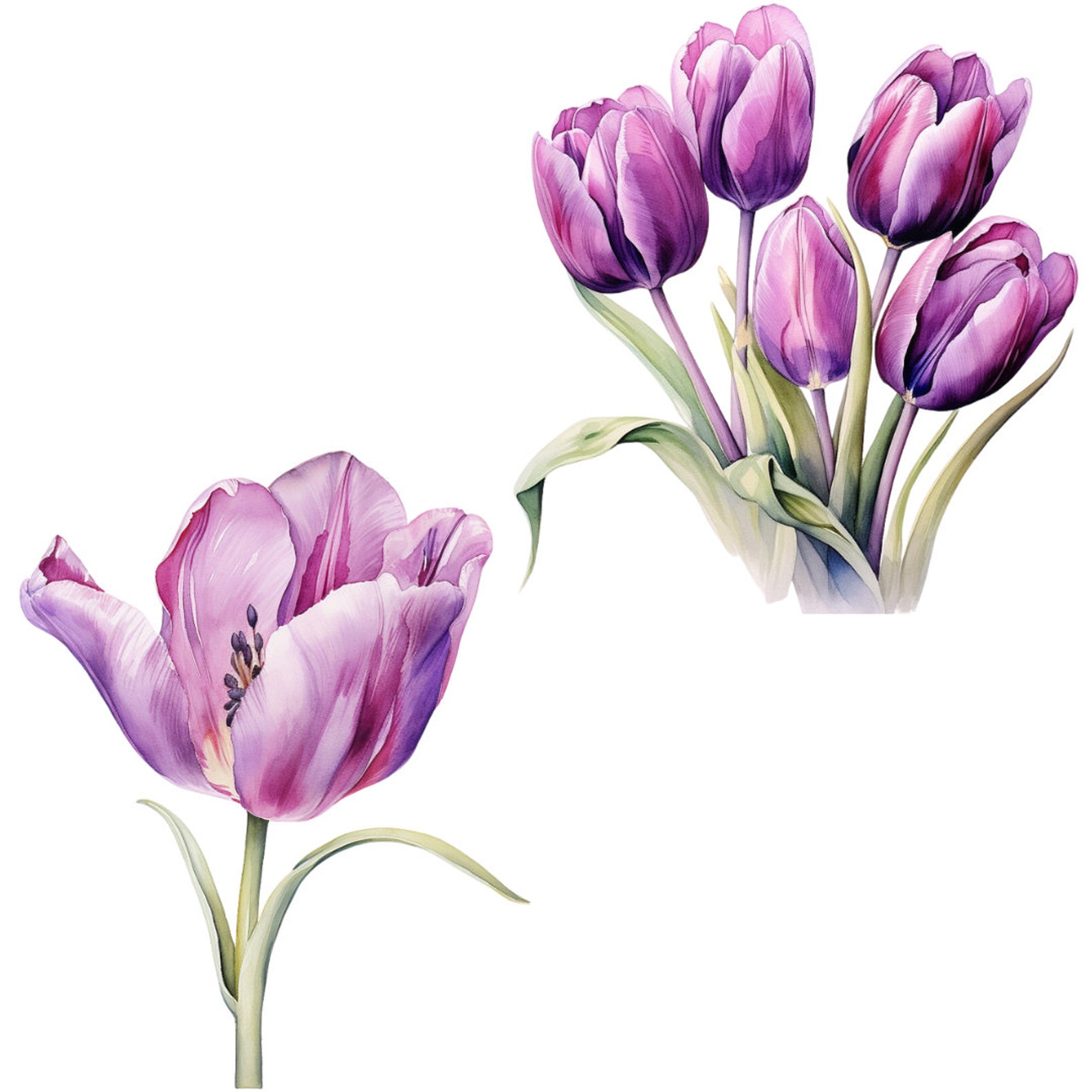 Watercolor Purple Tulips Clipart Pack 20 Pngs Beautiful Summer & Spring ...
