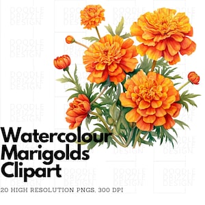 Watercolor Marigold Clipart, Autumn Marigold Flowers, 20 PNGs, Digital Download, Transparent Background, Commercial Use, Card Making