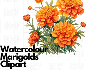 Peut inclure: Peinture à l'aquarelle d'un bouquet de soucis orange avec des feuilles vertes. Les fleurs sont disposées en grappe, avec quelques boutons encore fermés. La peinture est sur un fond blanc.