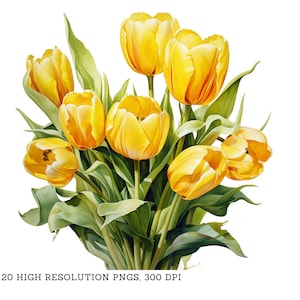 Watercolor Yellow Tulips Clipart Pack - 20 PNGs - Beautiful Summer & Spring Flower Graphics - Instant Download,Commercial Use