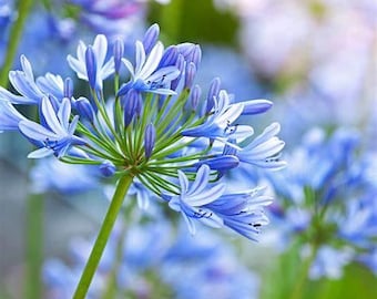 25 Dwarf Blue Lily Of The Nile Seeds - Agapanthus 'Peter Pan' - Perfect For Containers