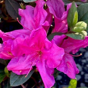 Autumn Royalty Encore Azalea  1 Gallon | Reblooming Purple Flowers | Evergreen Shrub