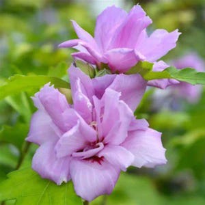 Ardens Rose of Sharon 1 Gallon | Double Lavender-Pink Althea Shrub | Hardy Hibiscus Plant for Summer Blooms | Live Flowering Shrub