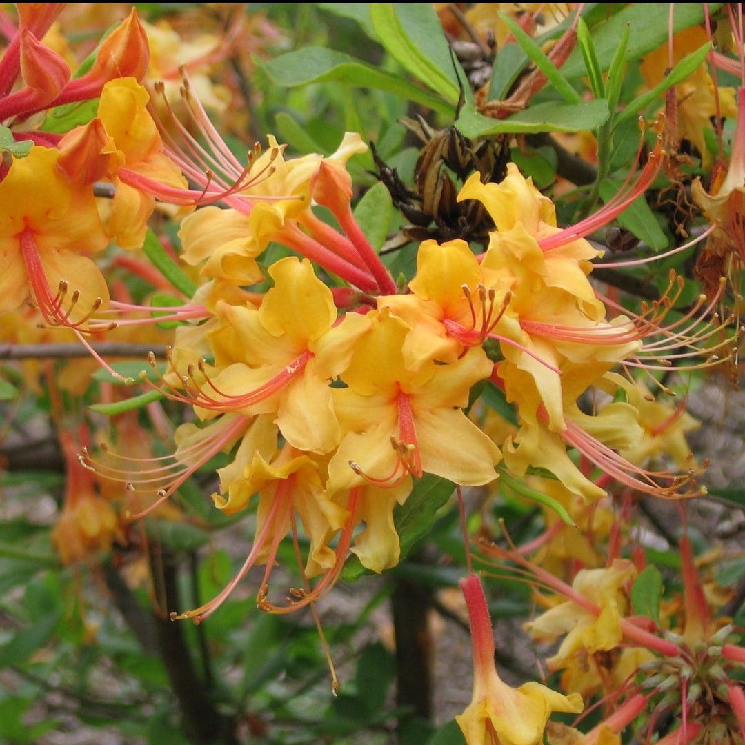 Native Azalea Bush Tallulah Sunrise Native Azalea Live Plant – Rhododendron Austrinum ...