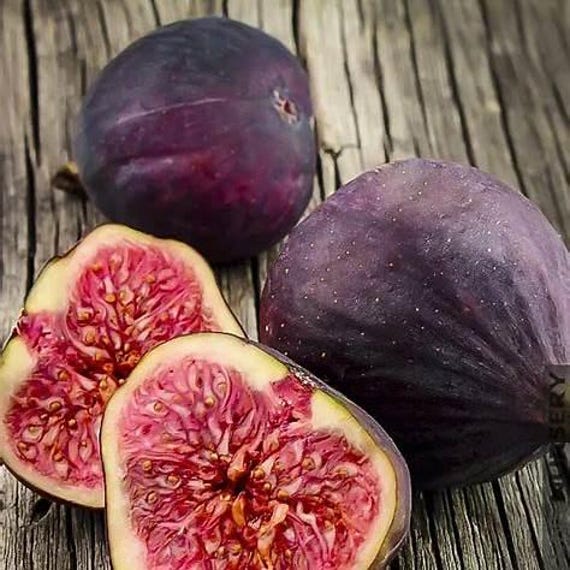 Celeste Fig Tree - Sweet, Compact Sugar Fig - Perfect for Small