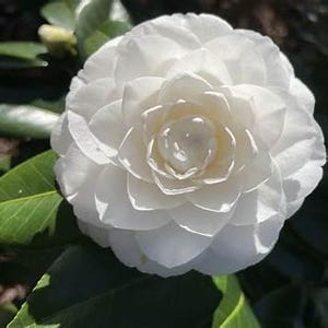 White by The Gate Camellia 1 Gallon– Live Evergreen Shrub with Pure White Blooms | Formal Double Camellia Japonica Plant