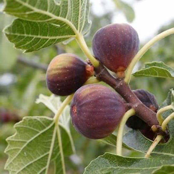 Celeste Fig Tree - Sweet, Compact Sugar Fig - Perfect for Small