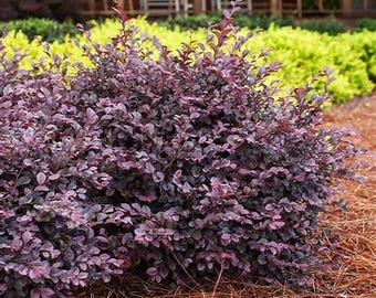 Loropetalum Crimson Fire (Planta Viva) | Arbusto Perene | Folhagem Bordô e Flores Rosa | Planta para Paisagismo Externo