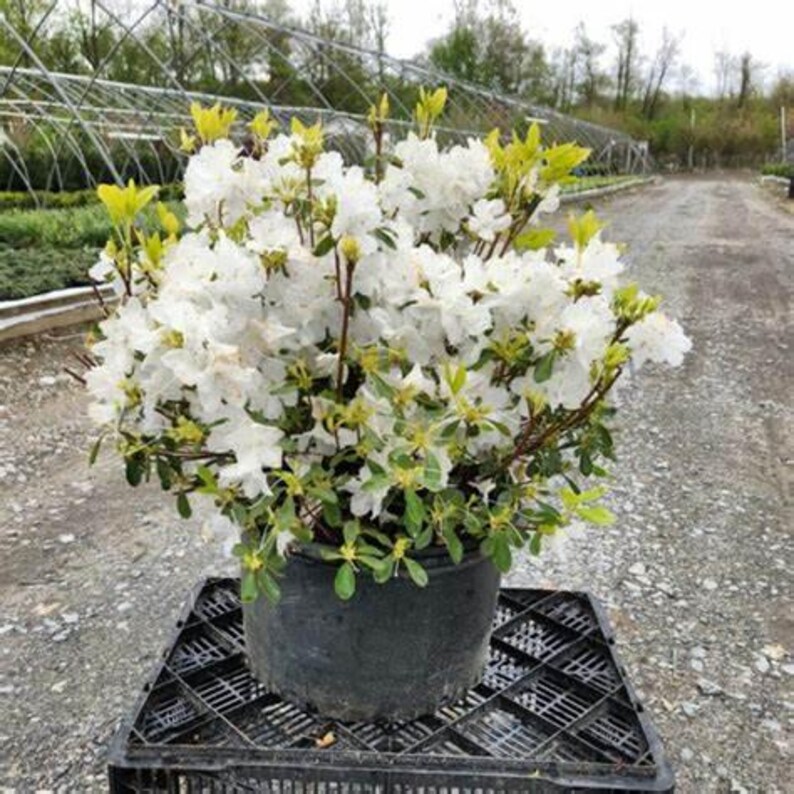 Delaware Valley White Azalea – Evergreen Shrub With Elegant White ...