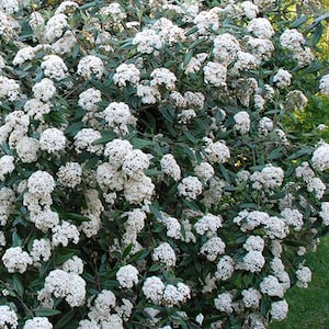 May include: A dense shrub featuring numerous clusters of small white flowers and dark green, lance-shaped leaves. The plant is covered in abundant, rounded inflorescences that create a full, textured appearance across the entire leafy bush.