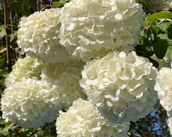 Chinese Snowball Viburnum Shrub – White Spring Blooms, Hardy Flowering Bush, Live Plant