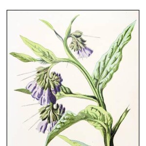 May include: A botanical illustration of a flowering plant with purple flowers and green leaves. The plant is depicted in detail, showcasing its delicate features.