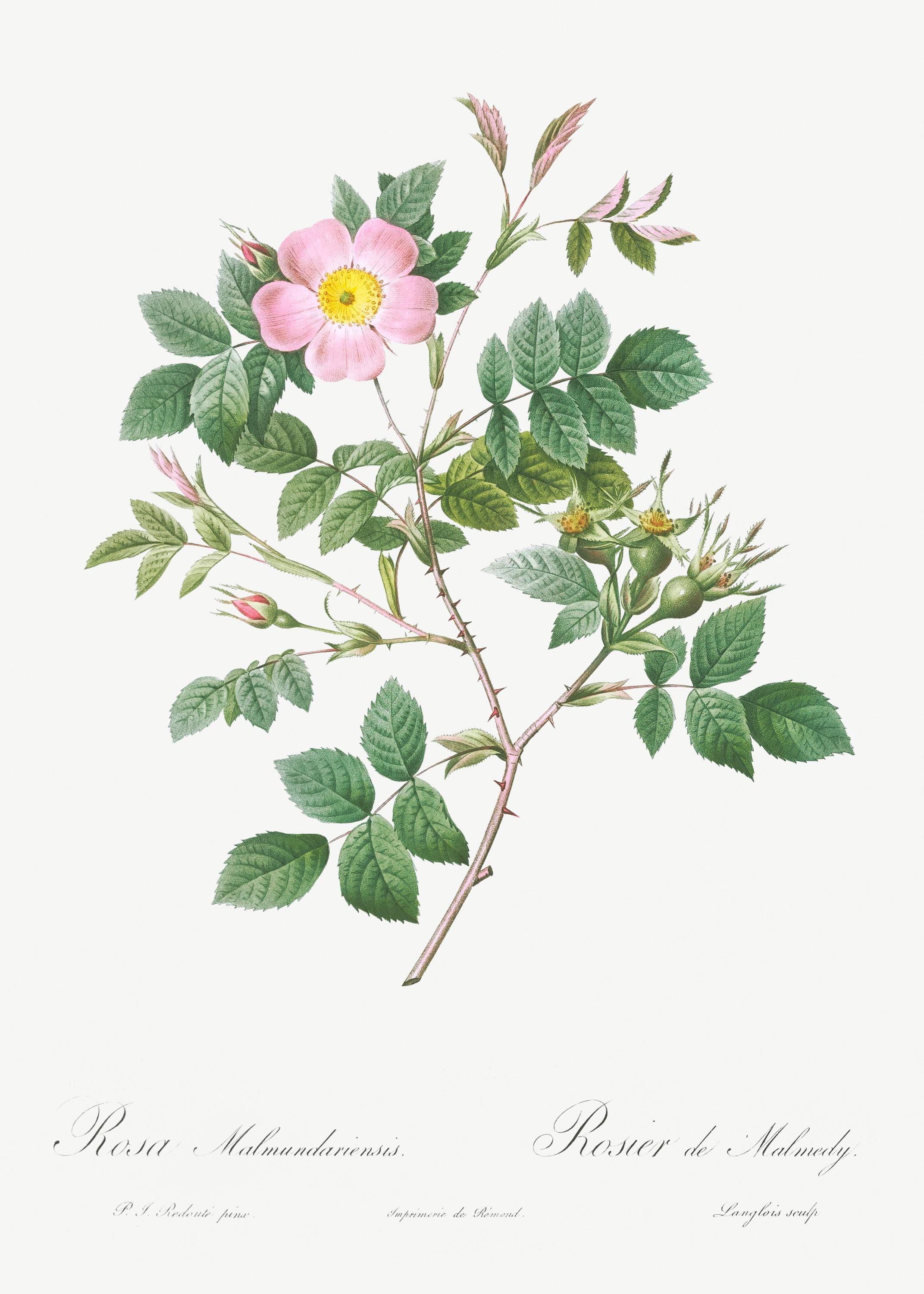 Wild Rose Botanical Artwork Print Wall Art Canvas Giclee - Etsy